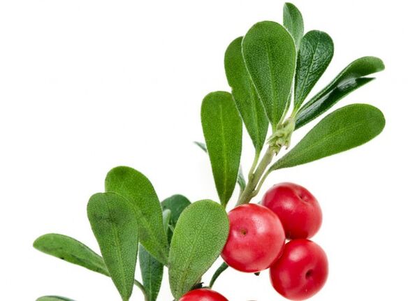 Clean Forte contén follas de bearberry