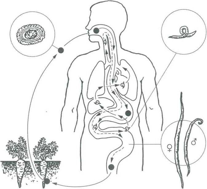 As principais formas de penetración dos parasitos no corpo humano