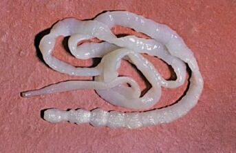 Parasitos