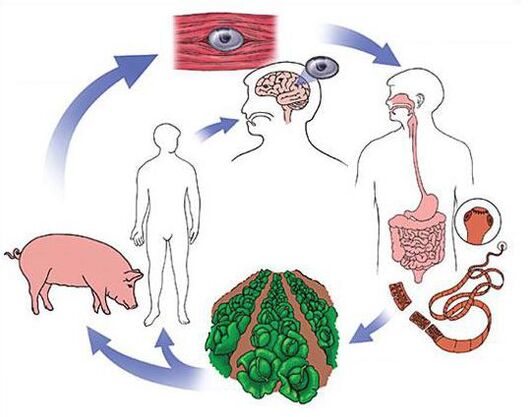 Métodos para diagnosticar parasitos