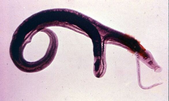 Os esquistosomas son un dos parasitos máis comúns e perigosos